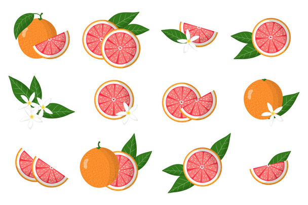 Set of illustrations with grapefruit exotic citrus fruits, flowers and leaves isolated on a white background. Isolated vector icons set. - ベクター画像