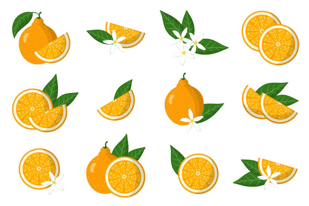 Set of illustrations with tangelo exotic citrus fruits, flowers and leaves isolated on a white background. Isolated vector icons set. - Vector, Image