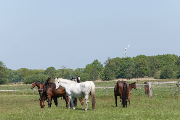 Kancák csikókkal a legelőn. Egy fehér ló középen.. - Fotó, kép