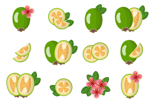 Set di illustrazioni con frutti esotici, fiori e foglie isolate su sfondo bianco. Set di icone vettoriali isolate. - Vettoriali, immagini