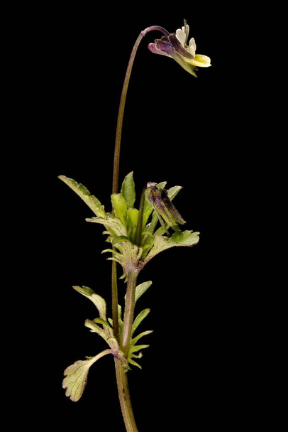 Field Pansy (Viola arvensis). Habit - 写真・画像