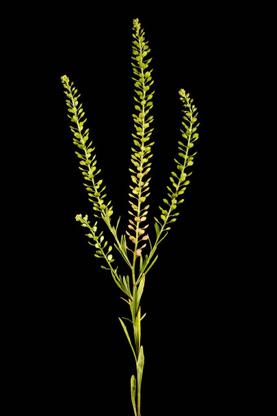 Dense-Flowered Pepperwort (Lepidium densiflorum). Habit - 写真・画像