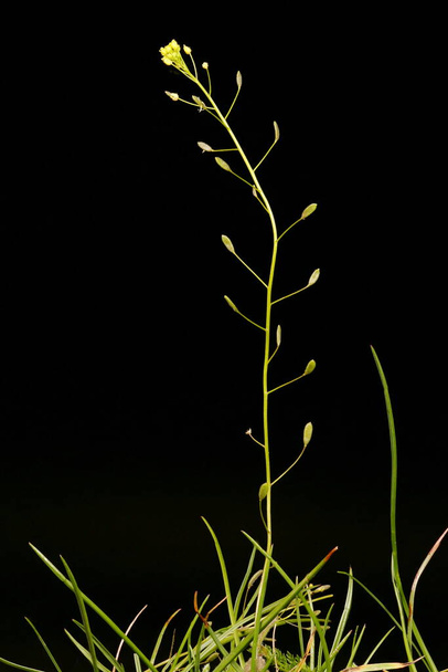 Madeira Whitlowgrass (Draba nemorosa). Hábitos - Foto, Imagem