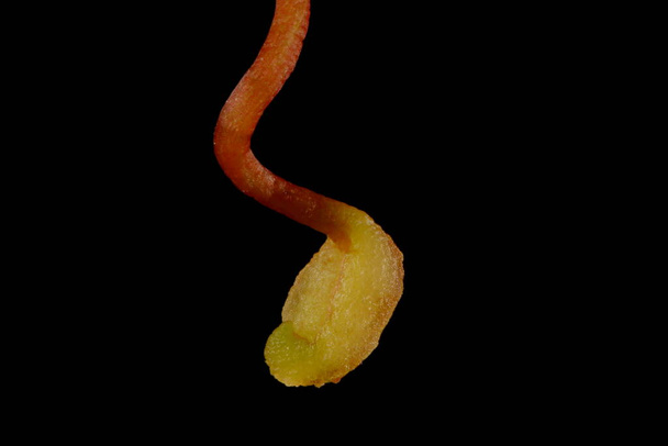 Virginia Creeper (Parthenocissus quinquefolia). Tendril Detail Closeup - Foto, Imagem