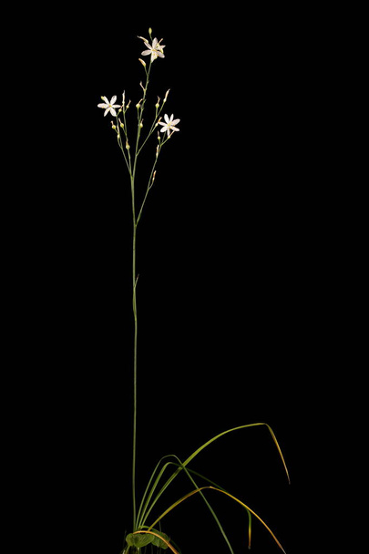 Branched St. Bernard&apos;s-Lily (Anthericum ramosum). Habit - Photo, image