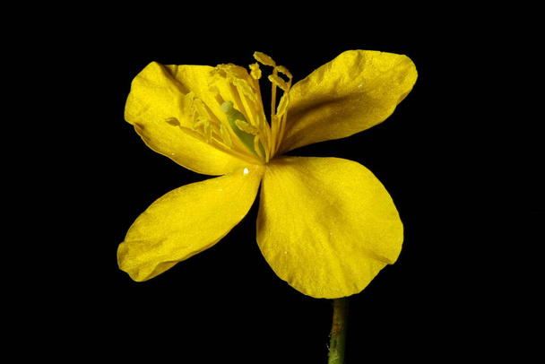 Greater Celandine (Chelidonium majus). Flower Closeup - 写真・画像