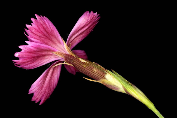 Maiden Pink (Dianthus deltoides). Flower Closeup - Fotografie, Obrázek