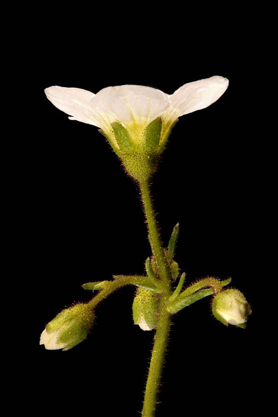 Tufted Saxifrage (Saxifraga cespitosa). Inflorescence Closeup - Фото, изображение