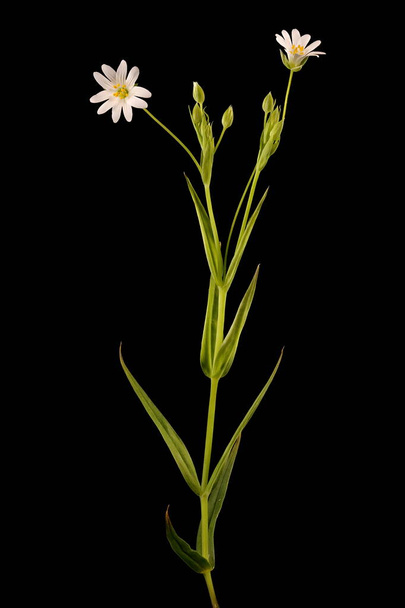 Greater Stitchwort (Stellaria holostea). Habit - Fotografie, Obrázek