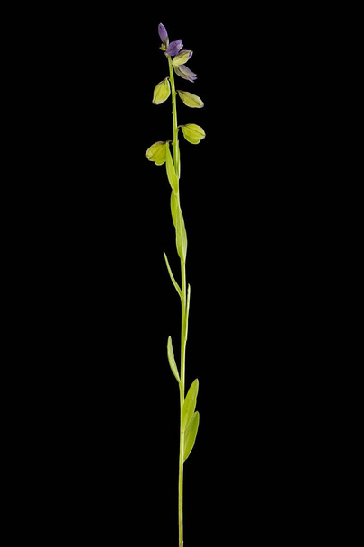 Common Milkwort (Polygala vulgaris). Habit - Zdjęcie, obraz
