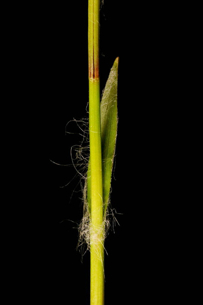 Hairy Woodrush (Luzula pilosa). Stem and Leaf Closeup - Photo, image