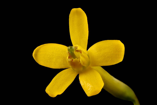 Jostaberry (Ribes x nidigrolaria). Flower Closeup - 写真・画像