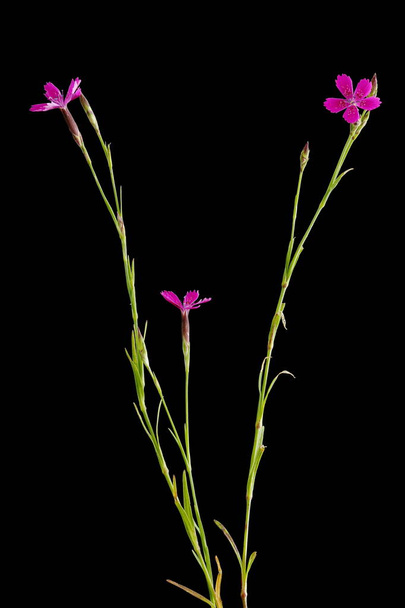 Maiden Pink (Dianthus deltoides). Habit - Фото, зображення