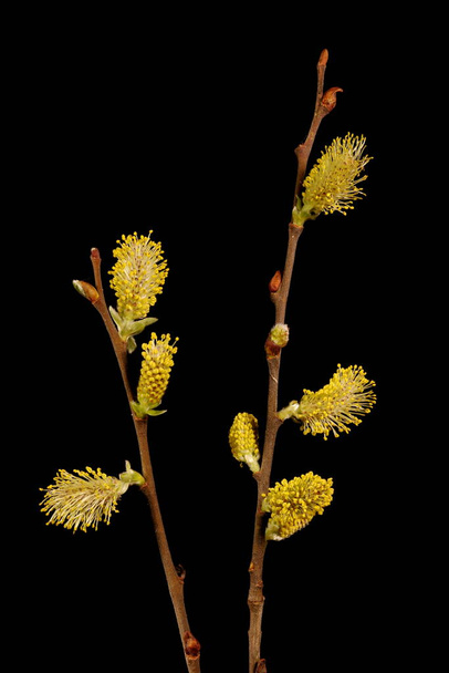 Gray Willow (Salix cinerea). Male Inflorescence Closeup - Fotografie, Obrázek