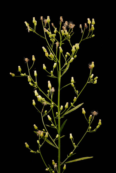 Canadian Fleabane (Conyza canadensis). Inflorescence Closeup - Zdjęcie, obraz