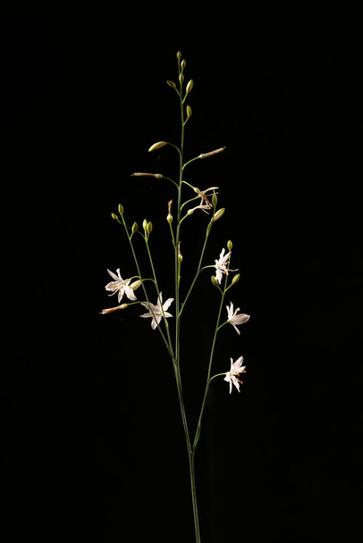 Branched St. Bernard&apos;s-Lily (Anthericum ramosum). Inflorescence Closeup - Фото, изображение