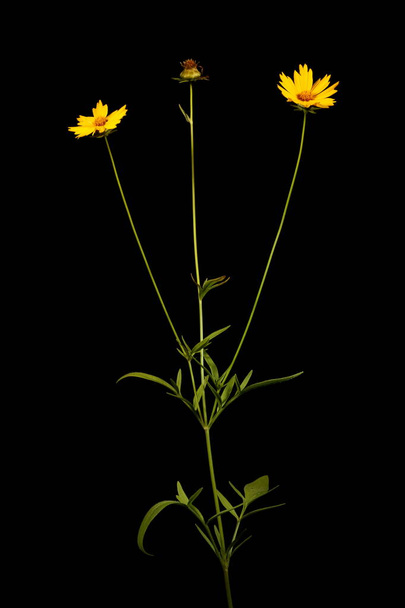 Large-Flowered Tickseed (Coreopsis grandiflora). Habit - Fotografie, Obrázek
