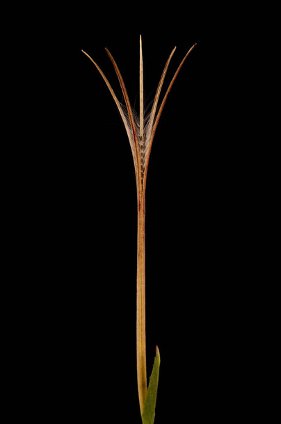 Marsh Willowherb (Epilobium palustre). Fruit Closeup - Photo, image