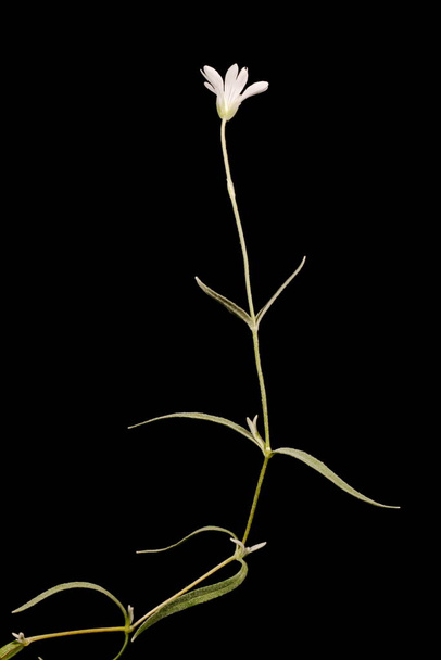 Krími hó-nyáron (Cerastium biebersteinii). Szokás - Fotó, kép