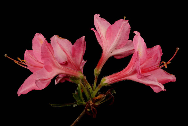 Hybrid Rhododendron (Rhododendron x hybridum, cv. &apos;Jolie Madame&apos;). Inflorescence Closeup - 写真・画像