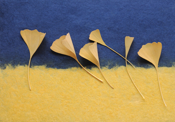 Ginkgo foglie su carta fatta a mano
 - Foto, immagini