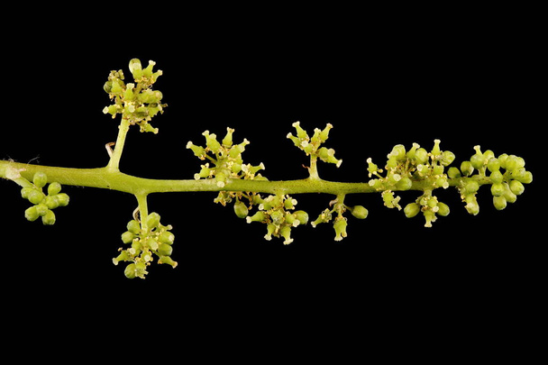 Riverbank Grape (Vitis riparia). Inflorescence Closeup - Photo, Image