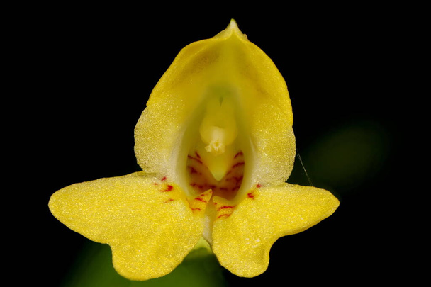 Small Balsam (Impatiens parviflora). Flower Closeup - Photo, Image