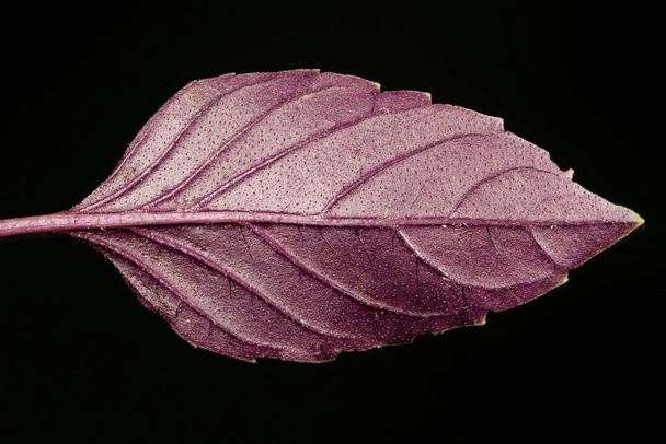 Basil (Ocimum basilicum). Leaf Closeup - Фото, изображение