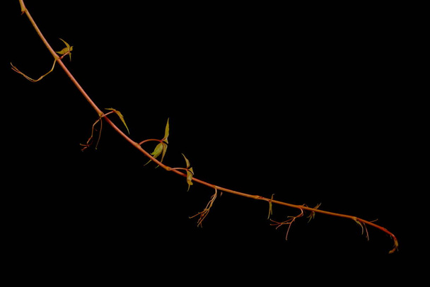 Virginia Creeper (Parthenocissus quinquefolia). Shoot Closeup - Fotografie, Obrázek