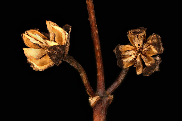 Mock-Orange (Philadelphus coronarius). Infructescence Detail Closeup - Fotografie, Obrázek