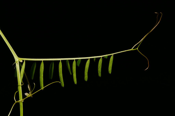 Hairy Tare (Vicia hirsuta). Leaf Closeup - Foto, imagen