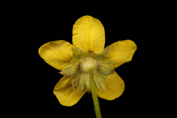 Silverweed (Potentilla anserina). Flower Closeup - 写真・画像