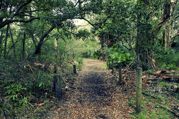 Camino forestal
 - Foto, imagen