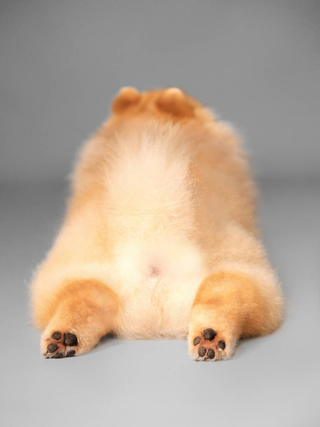 Studio portrait of a small cute furry purebred spitz dog back lying on a gray background. - Фото, изображение
