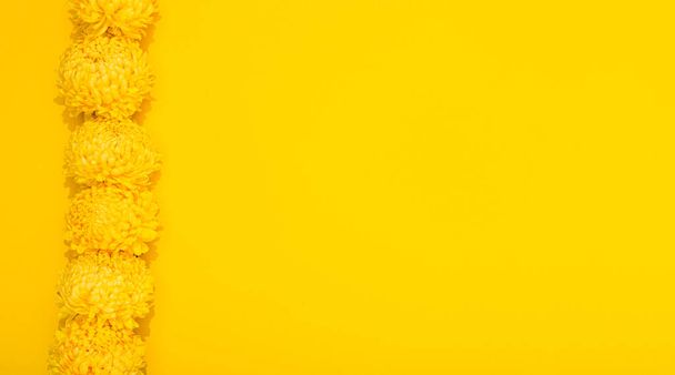 Luminosi petali di crisantemo su sfondo giallo con spazio per la copia. Cornice banner con fiori lussureggianti in stile minimalista. Carta da parati dorata. Delizioso aroma di pianta. Ciao primavera, ora esatta. - Foto, immagini