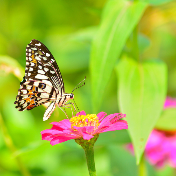 Butterfly on flower - Photo, Image