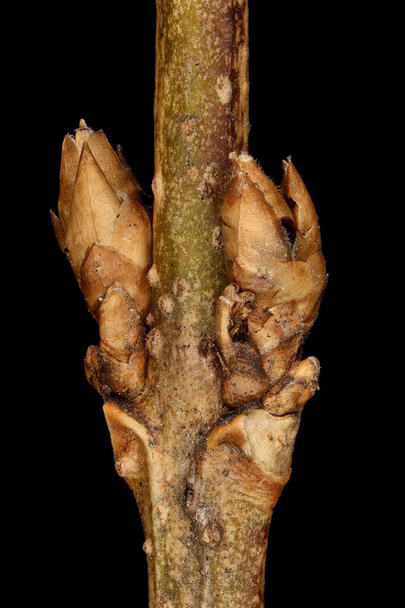 Garden Forsythia (Forsythia x intermedia). Lateral Leaf Buds Closeup - Фото, изображение