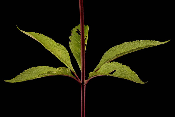 Purple Joe-Pye Weed (Eutrochium purpureum). Stem and Leaves Closeup - Foto, immagini