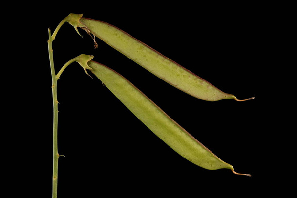 Hrách obecný (Lathyrus latifolius). Nedospělé ovoce detailní záběr - Fotografie, Obrázek