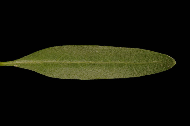Hyssop (Hyssopus officinalis). Leaf Closeup - Zdjęcie, obraz