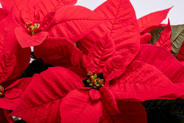 Les fleurs rouges poinsettia. La Fleur de Noël - Photo, image