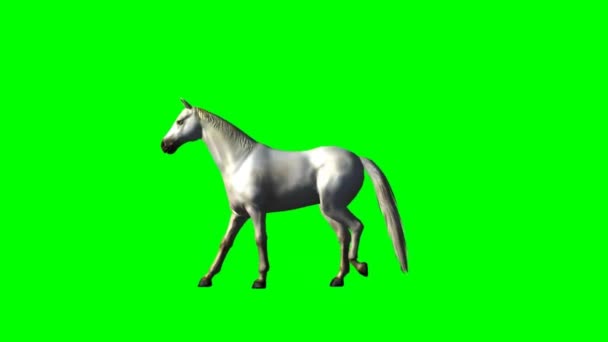 koń biegnie - zielony ekran - Materiał filmowy, wideo