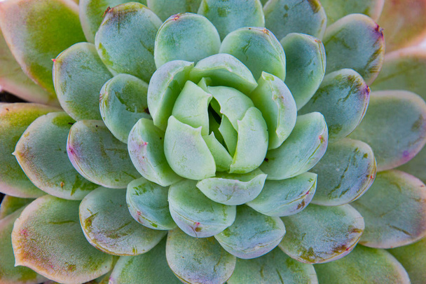 Close-up van een sappige plant natuurlijke achtergrond patroon - Foto, afbeelding