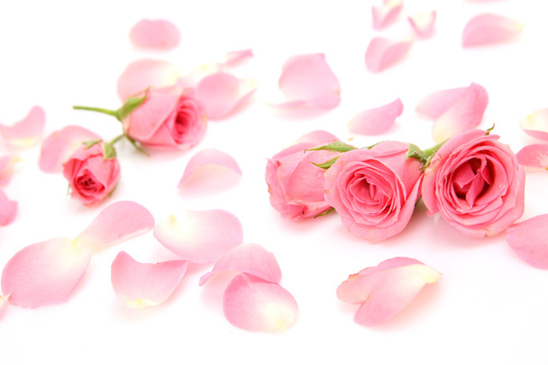 Pink roses - Foto, Imagem