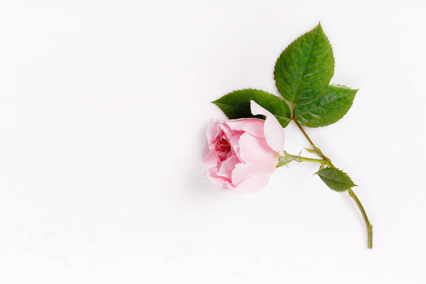Festive flower English rose composition on the white background. Overhead top view, flat lay. Copy space. - Photo, Image
