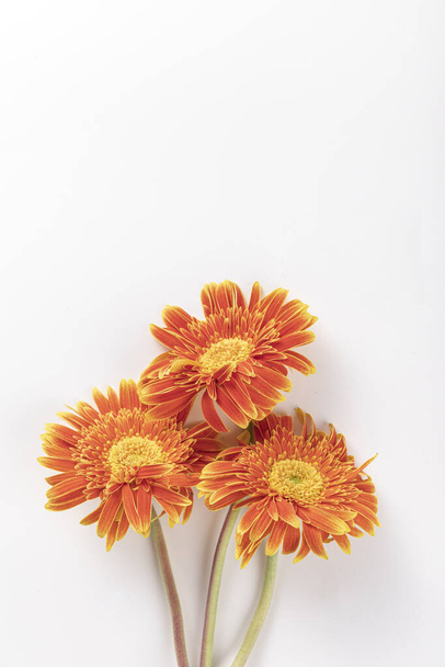 A vertical shot of small orange gerbera daisies isolated on white background - Photo, image