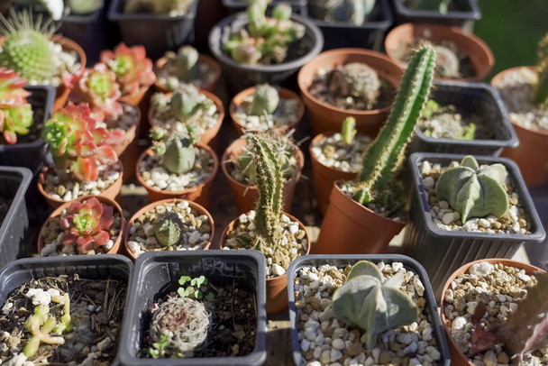 A closeup shot of different types of cactus in an outdoor store - Φωτογραφία, εικόνα