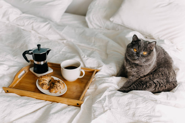 Nahaufnahme des Frühstücks im Bett mit Kaffee und Croissants, Katze im Bett - Foto, Bild
