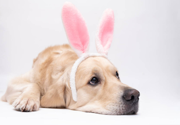 ハッピーイースターのコンセプト。ウサギの衣装を着た犬が白い背景に横たわっている。イースター・ゴールデン・レトリバー。休日の準備。春の絵葉書. - 写真・画像