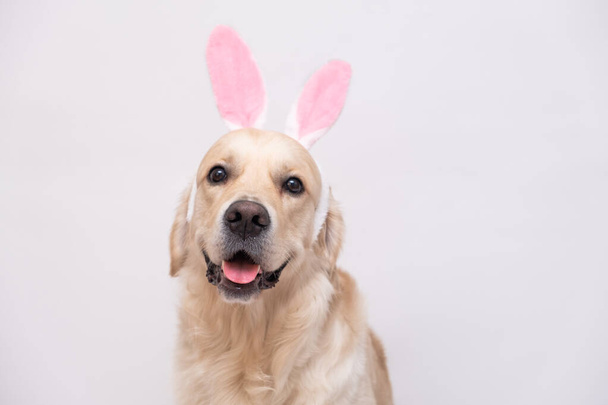 Happy Easter concept. Dog in a rabbit costume sits on a white background. easter golden retriever. Preparation for holiday. Spring greeting card. - Foto, Imagem